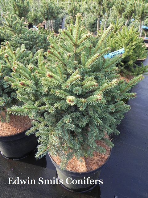 Picea glauca 'Filips Mini Blue'